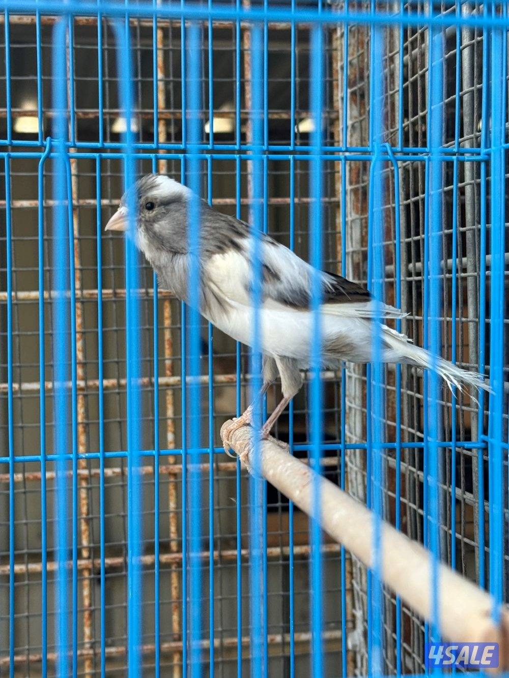 للبيع ٣ كناريه ايرانيه0