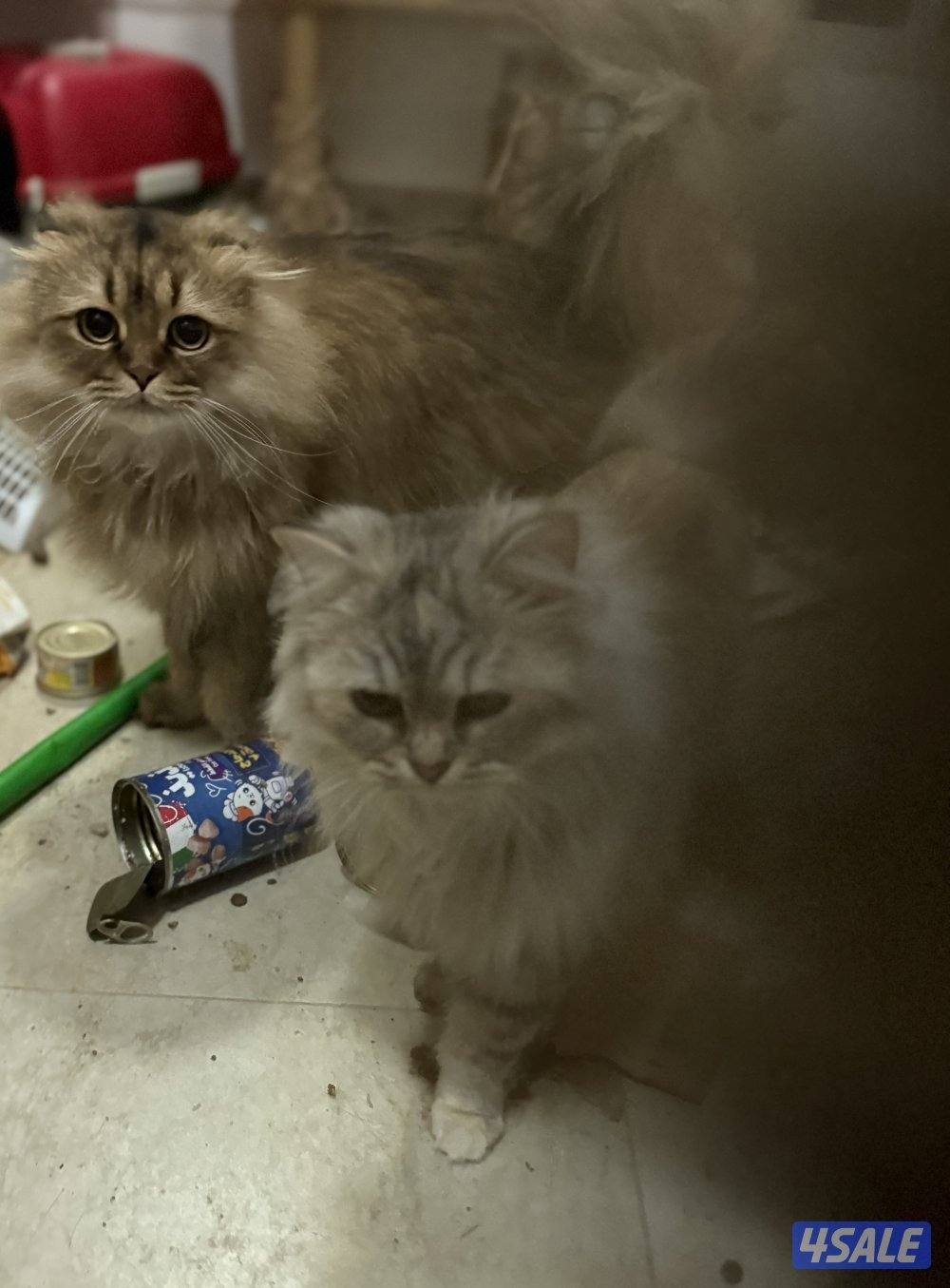 For ADOPTIONللتبني ضروري بداعي السفر 😭🙏🏻 please help me will travel4