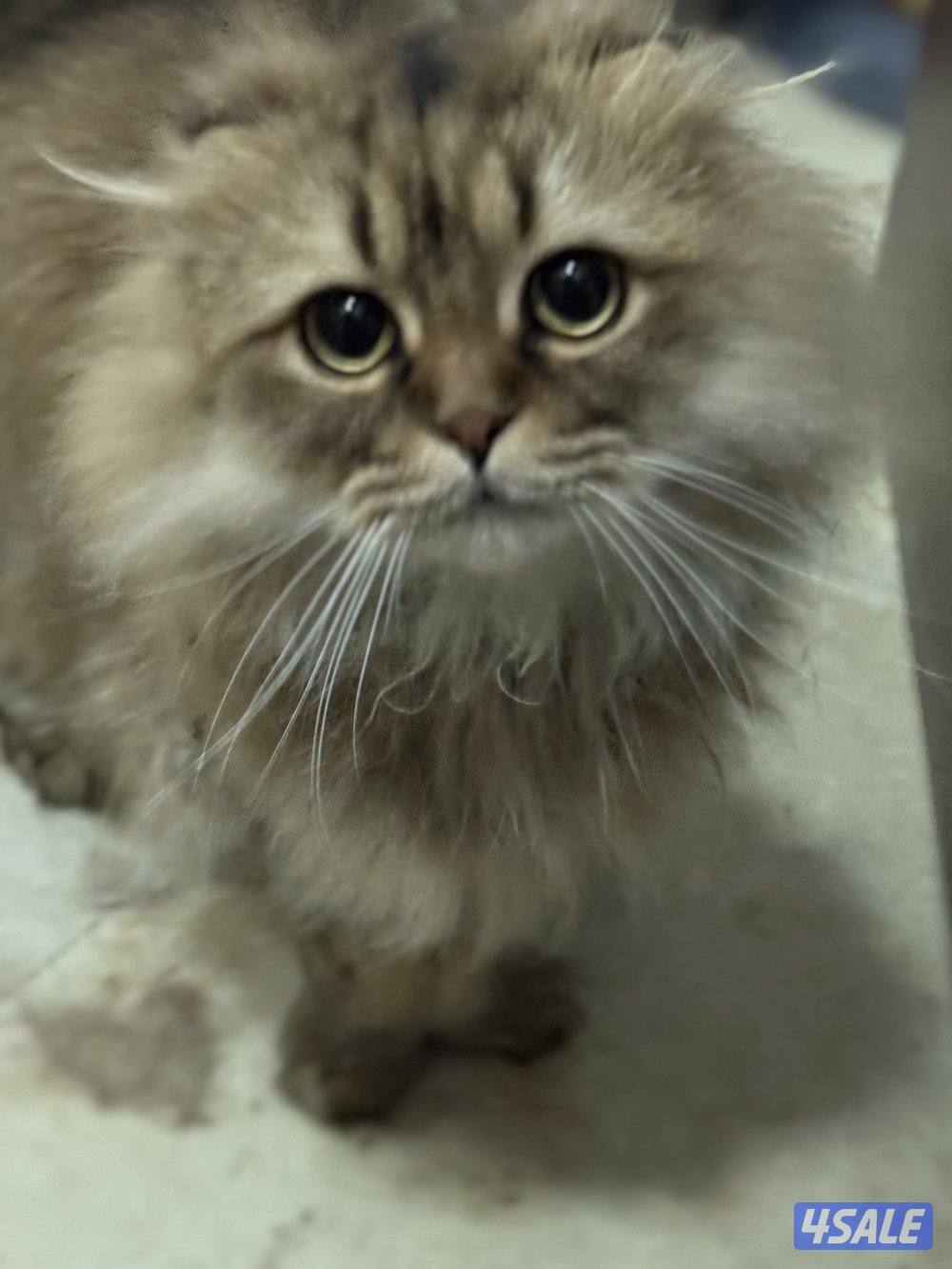 For ADOPTIONللتبني ضروري بداعي السفر 😭🙏🏻 please help me will travel5