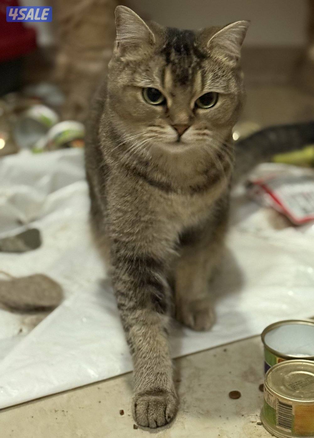 For ADOPTIONللتبني ضروري بداعي السفر 😭🙏🏻 please help me will travel1