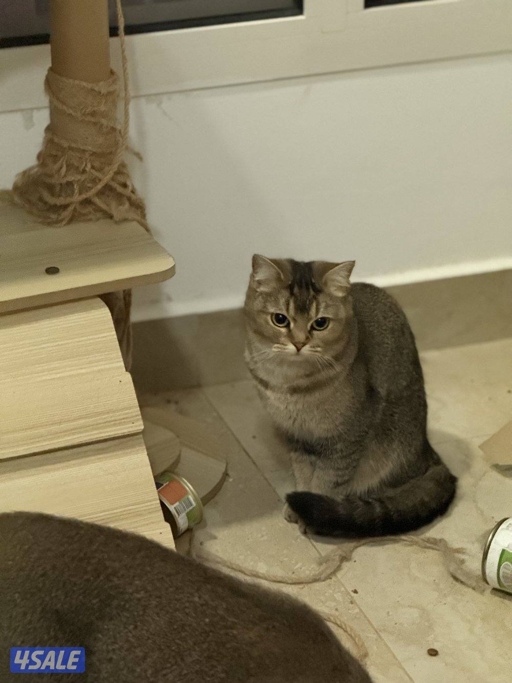 For ADOPTIONللتبني ضروري بداعي السفر 😭🙏🏻 please help me will travel3