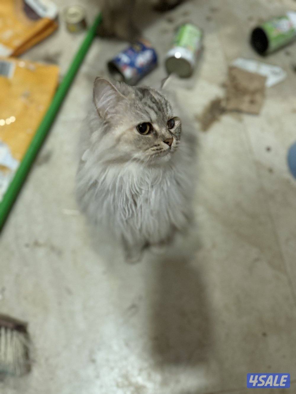 For ADOPTIONللتبني ضروري بداعي السفر 😭🙏🏻 please help me will travel6