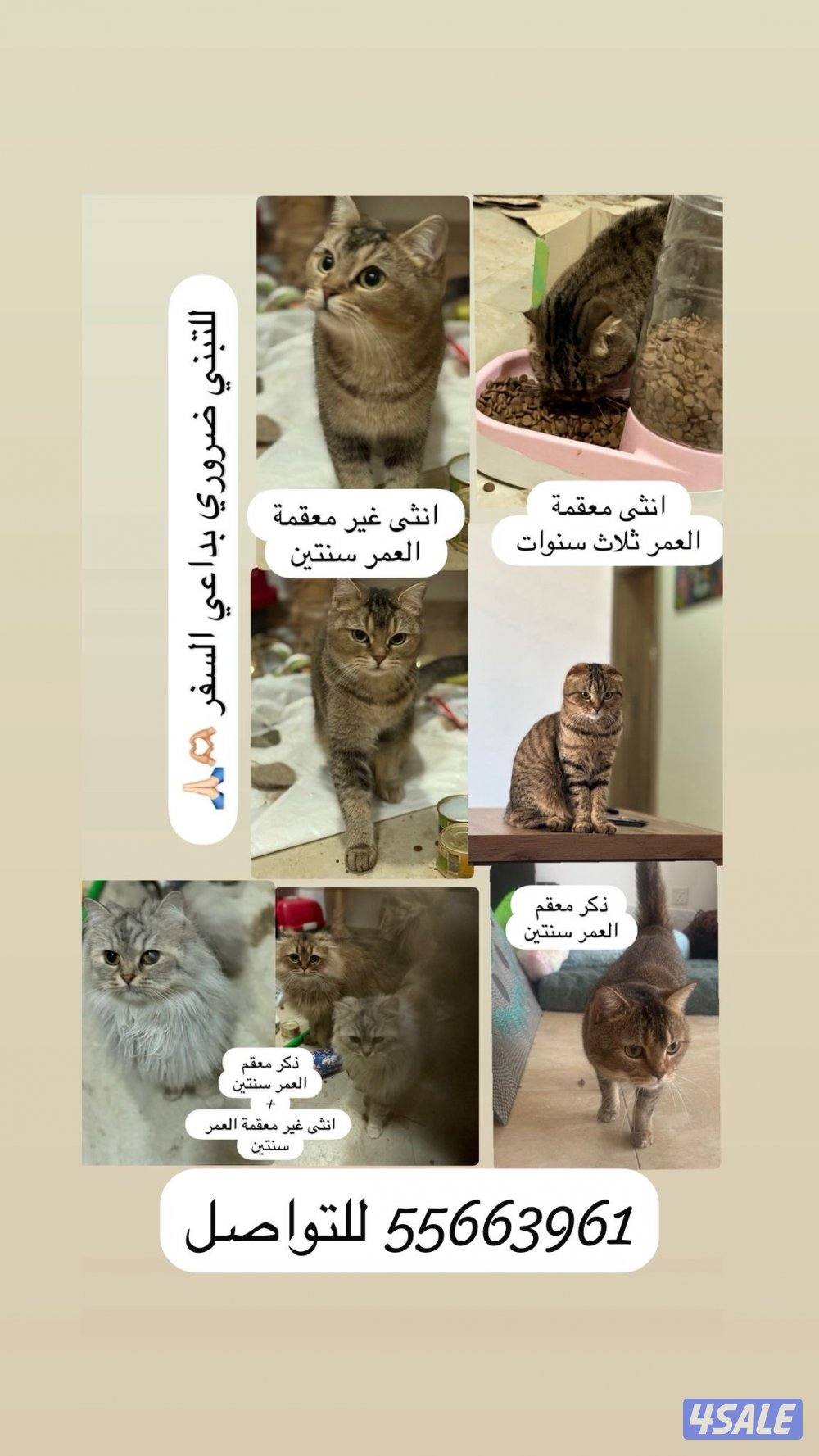 For ADOPTIONللتبني ضروري بداعي السفر 😭🙏🏻 please help me will travel0