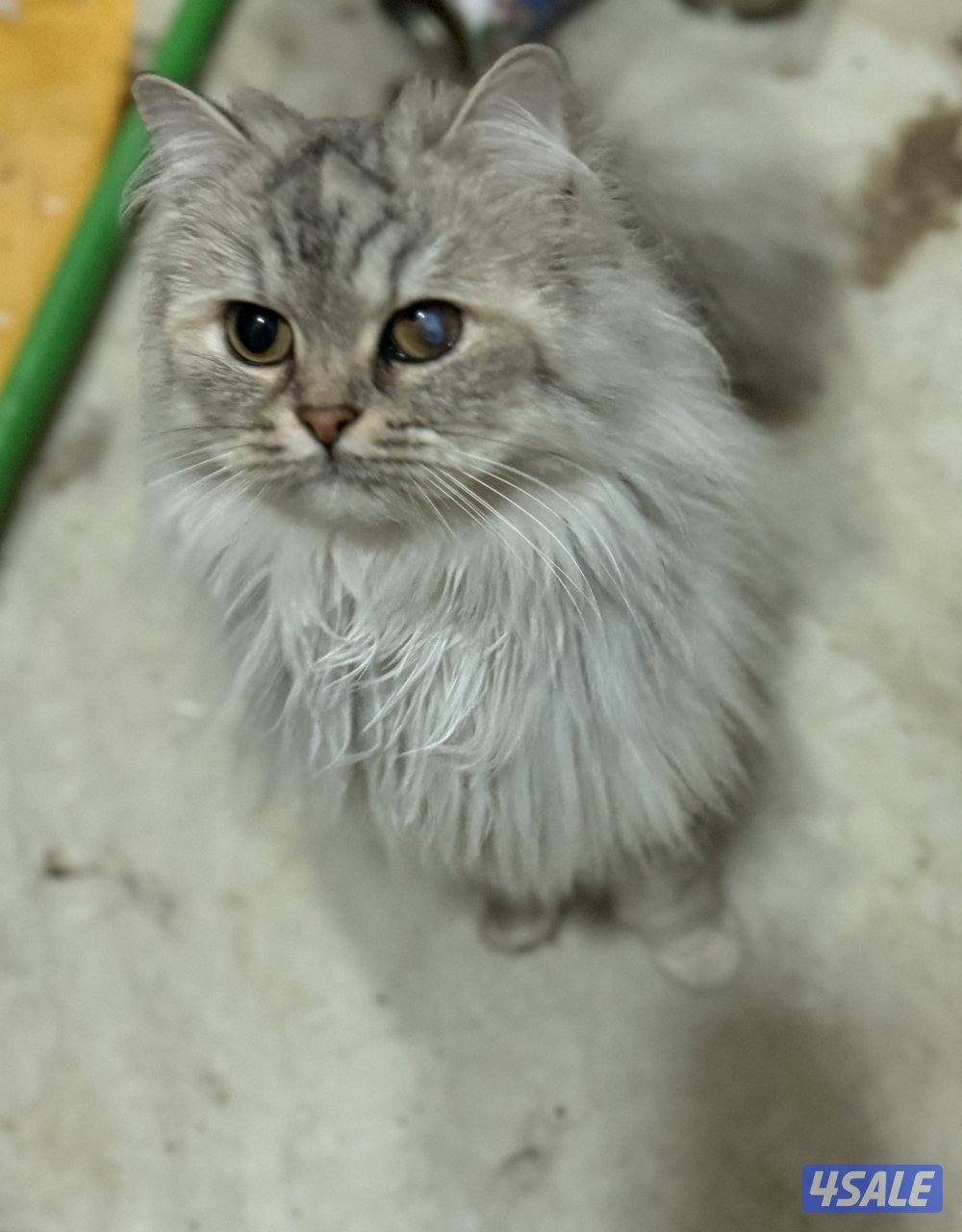 For ADOPTIONللتبني ضروري بداعي السفر 😭🙏🏻 please help me will travel7