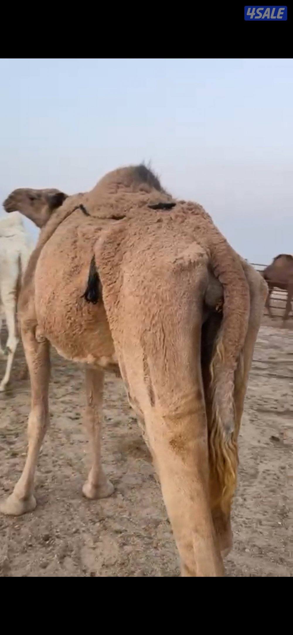 للبيع فاطر0