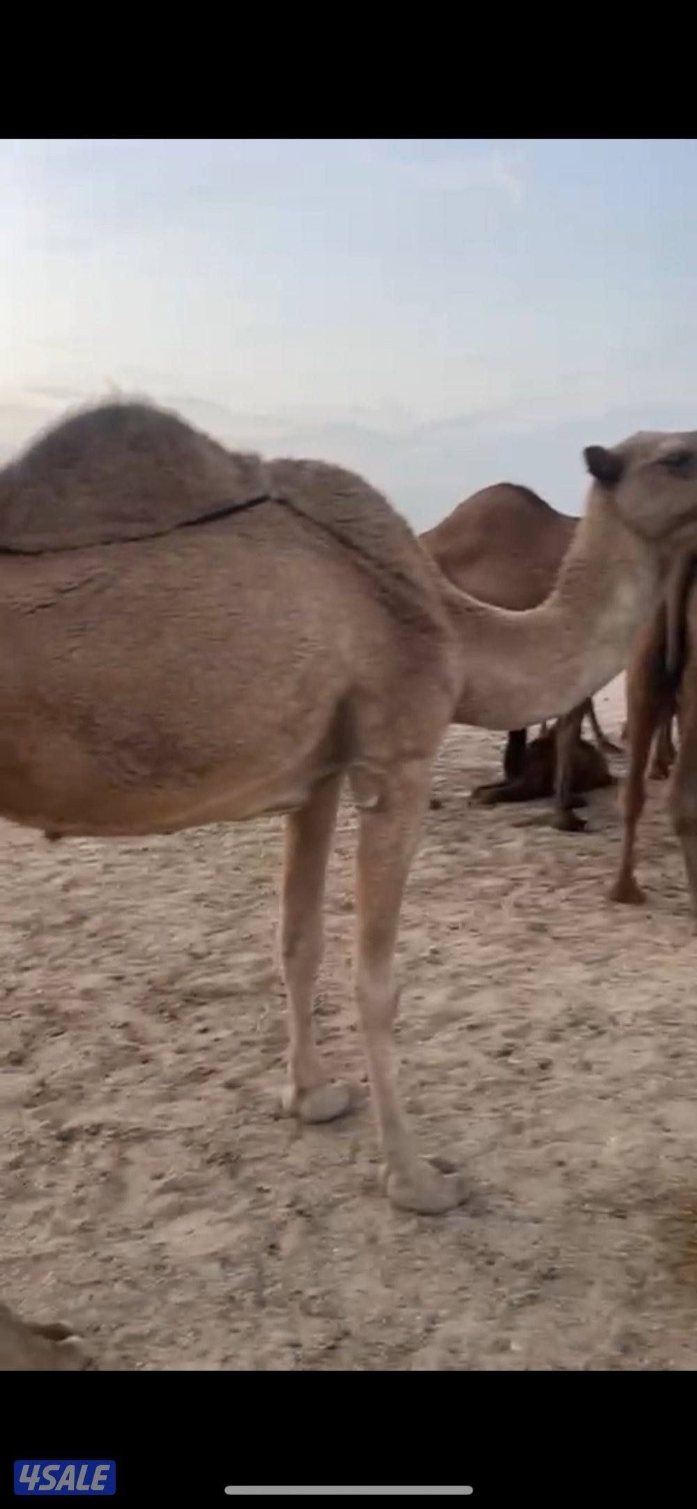 للبيع فاطر1