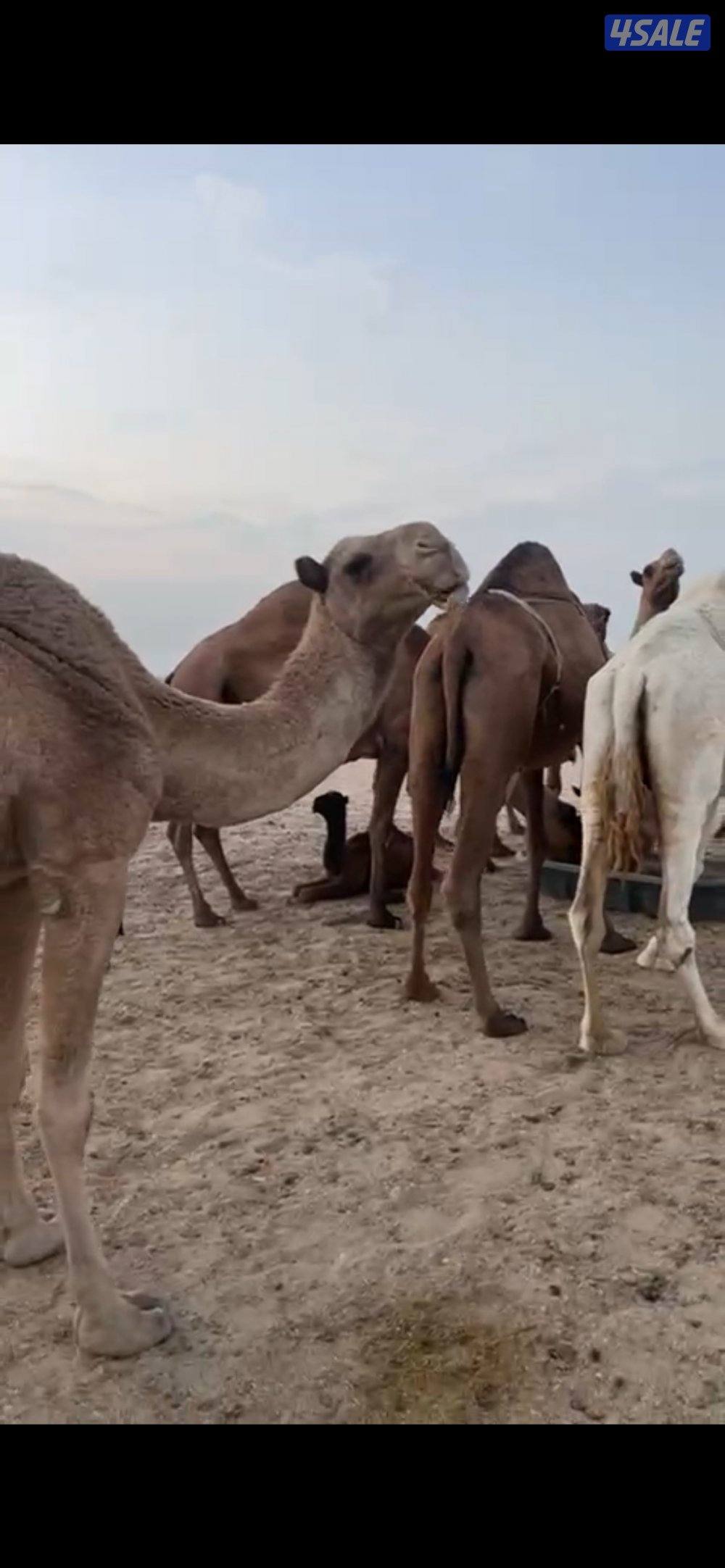 للبيع فاطر2