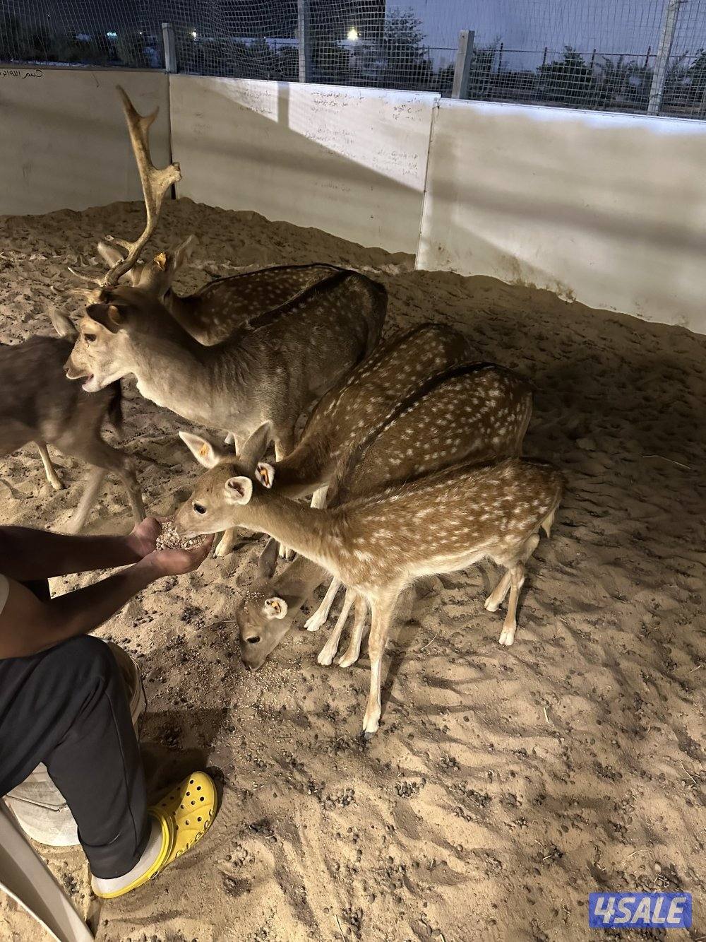 للبيع غزلان فلودير1