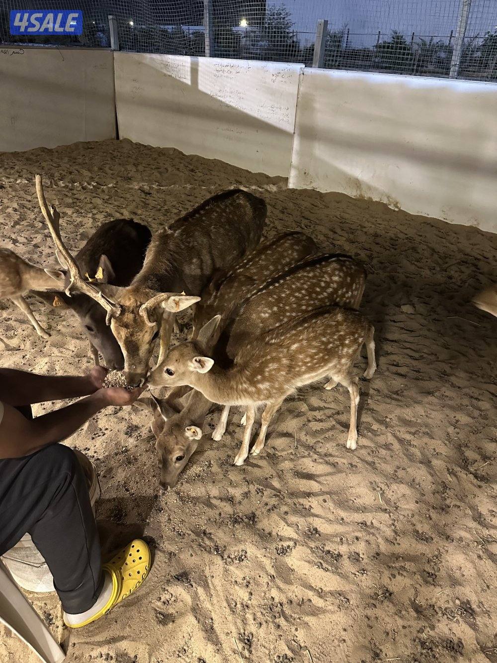 للبيع غزلان فلودير2