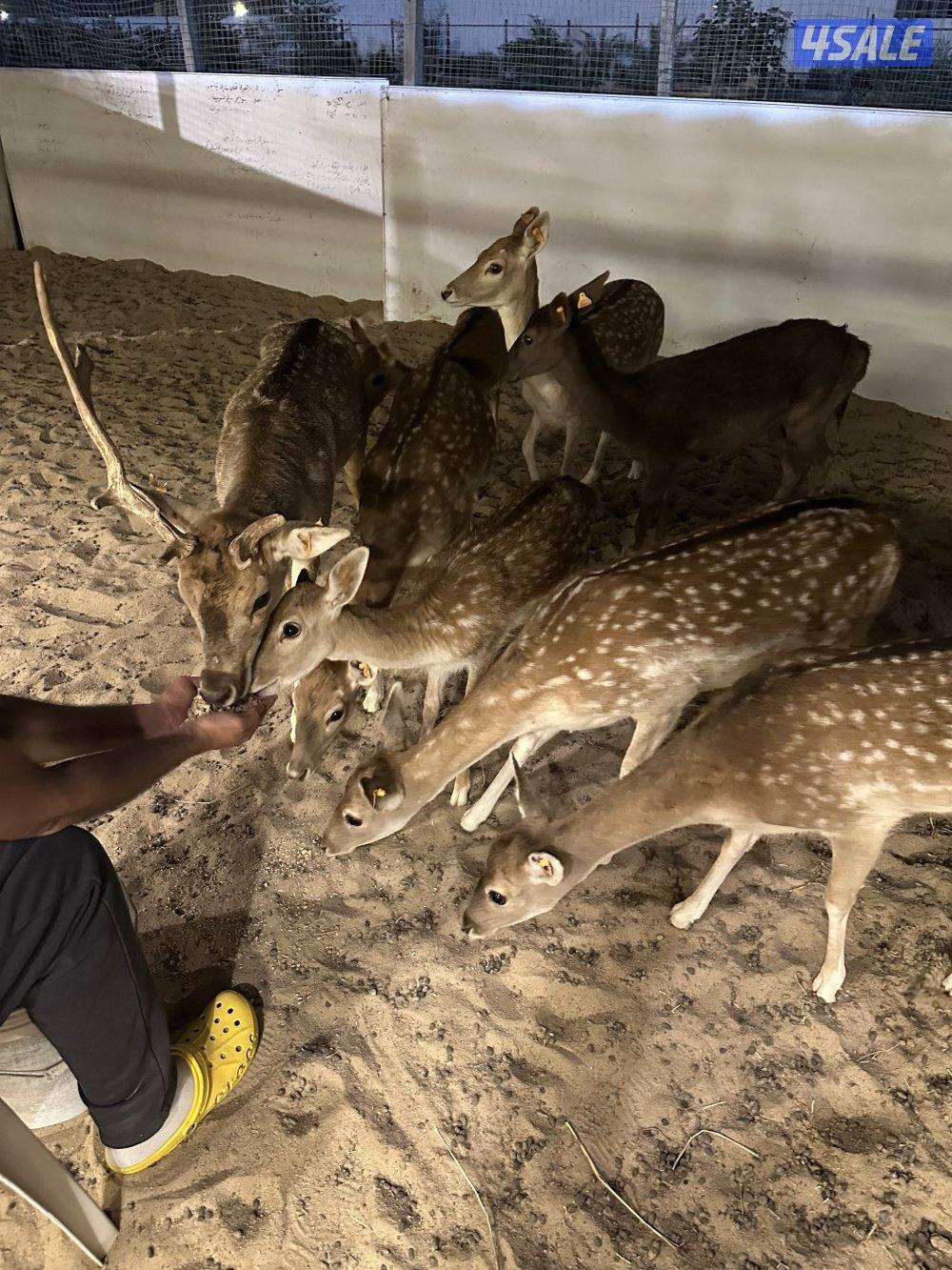 للبيع غزلان فلودير3