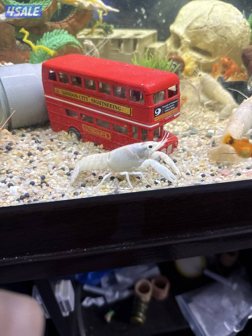 للبيع لوبستر ماي عادي احجام متنوعة صغير وسط سعر الصغير 0.750وسط ١0