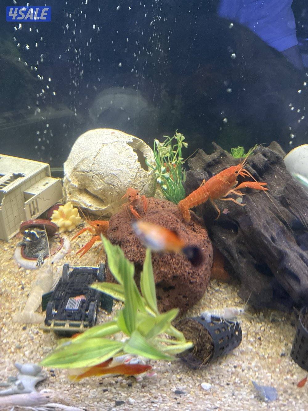 للبيع لوبستر ماي عادي احجام متنوعة صغير وسط سعر الصغير 0.750وسط ١1