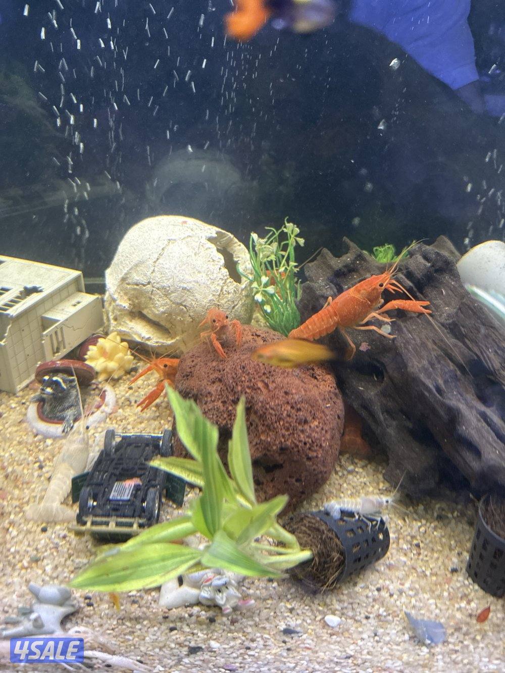 للبيع لوبستر ماي عادي احجام متنوعة صغير وسط سعر الصغير 0.750وسط ١2