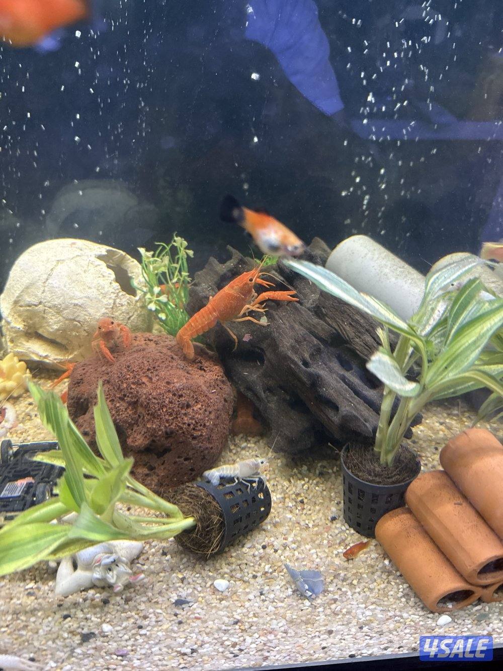 للبيع لوبستر ماي عادي احجام متنوعة صغير وسط سعر الصغير 0.750وسط ١3