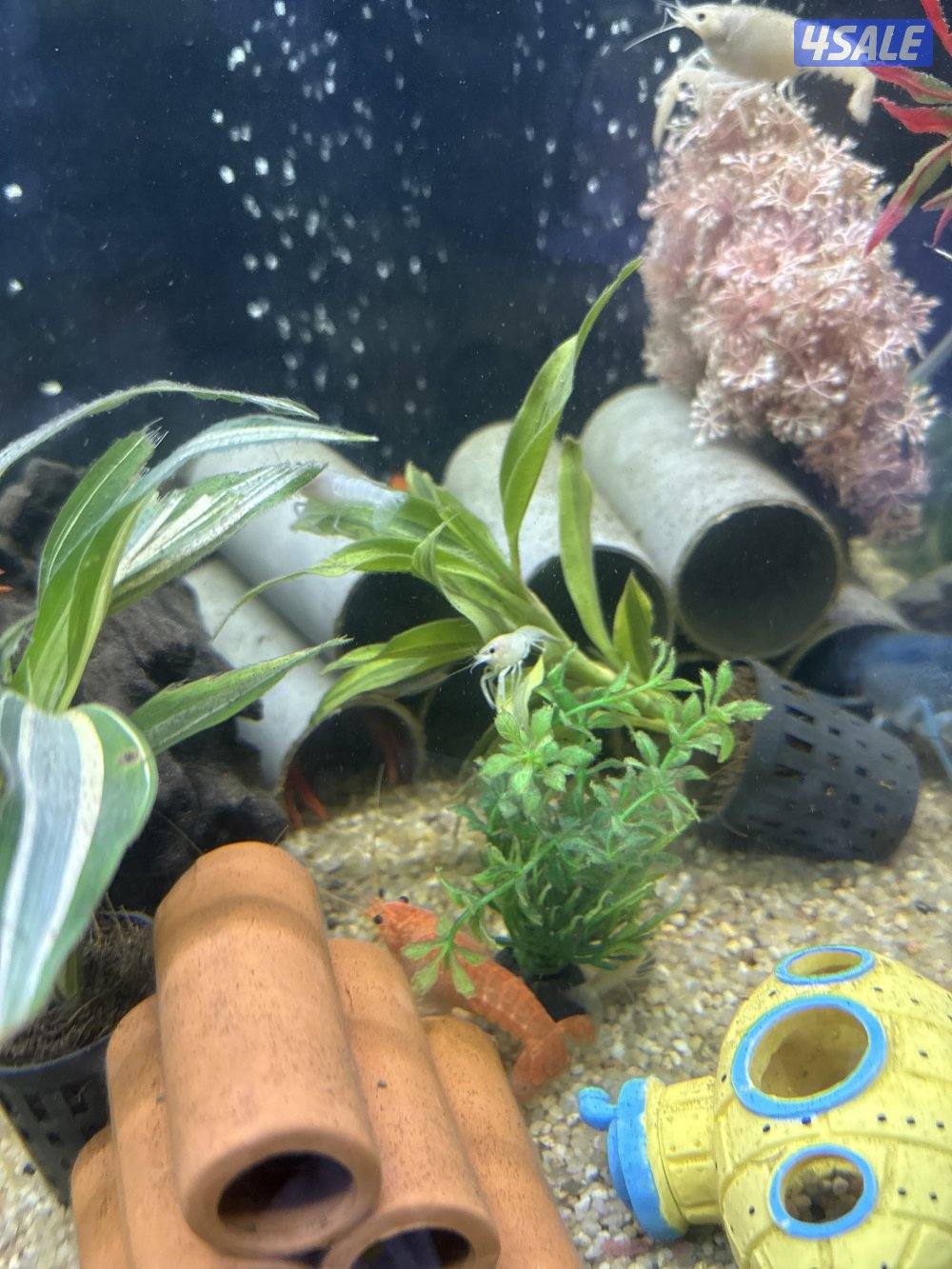 للبيع لوبستر ماي عادي احجام متنوعة صغير وسط سعر الصغير 0.750وسط ١4