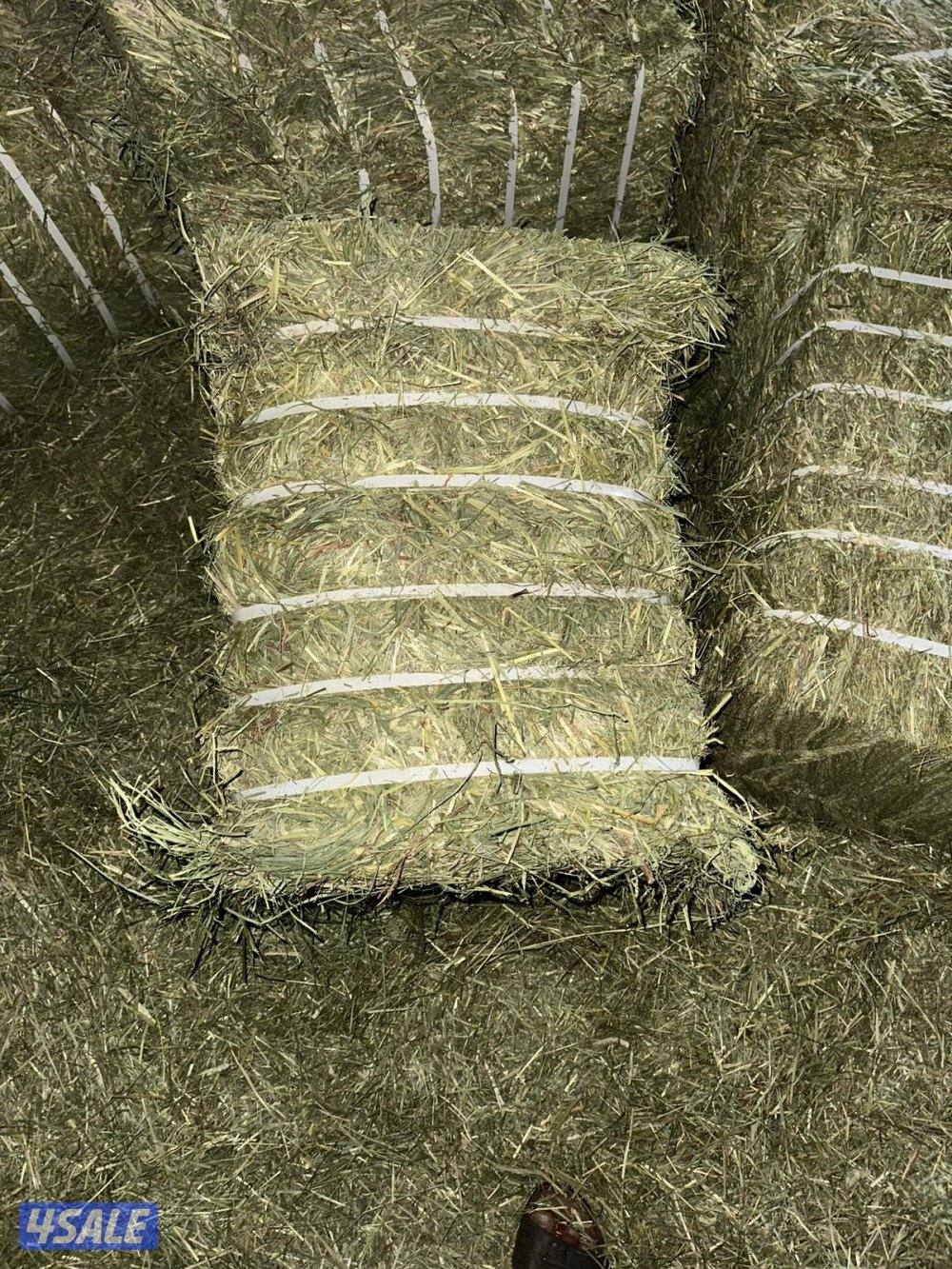 للبيع رودس امريكي و باكستاني2