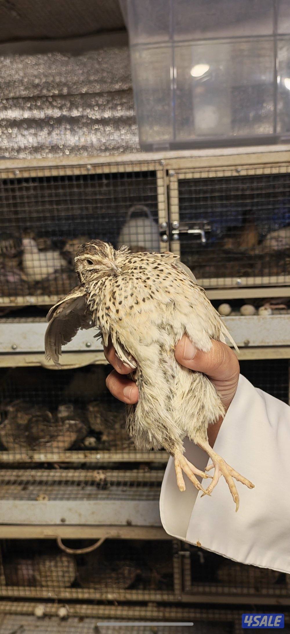 فري تكساس + جامبو امريكي1