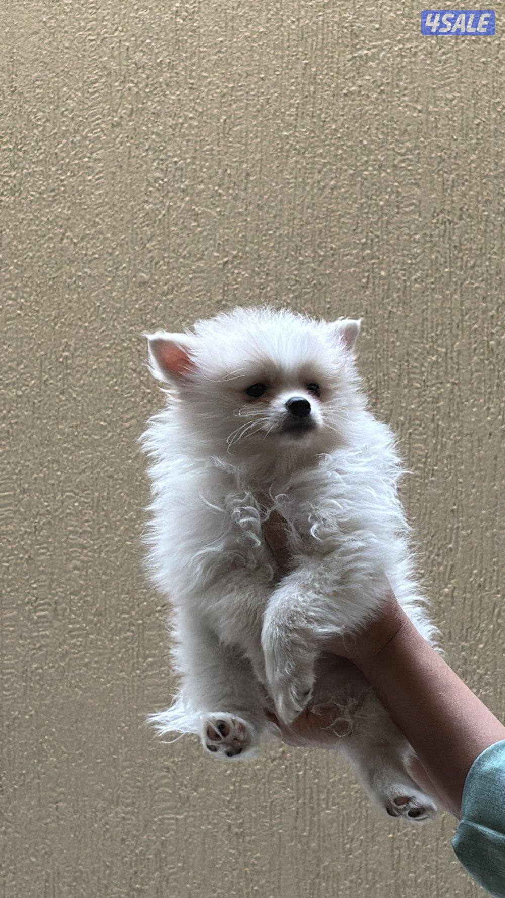 كلب بوميرينان0