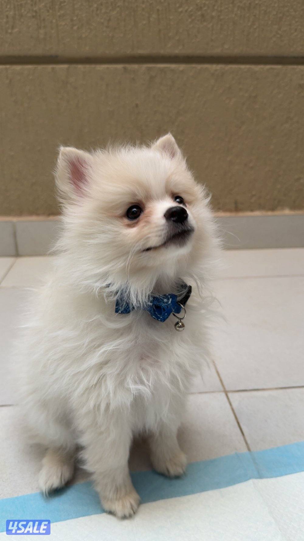 كلب بوميرينان1