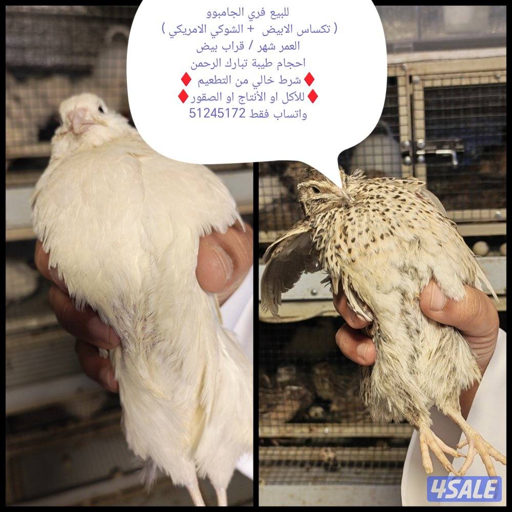 فري تكساس + جامبو امريكي2