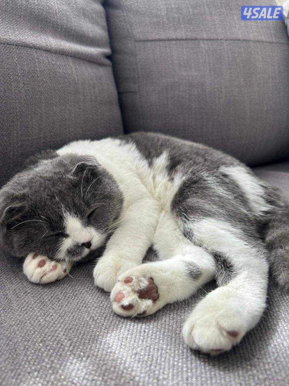 للتبني قطه2