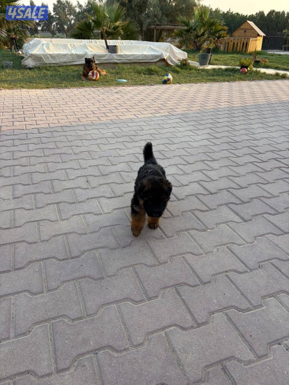 🚨🐾 كلب جيرمن شيبرد 🐾🚨0