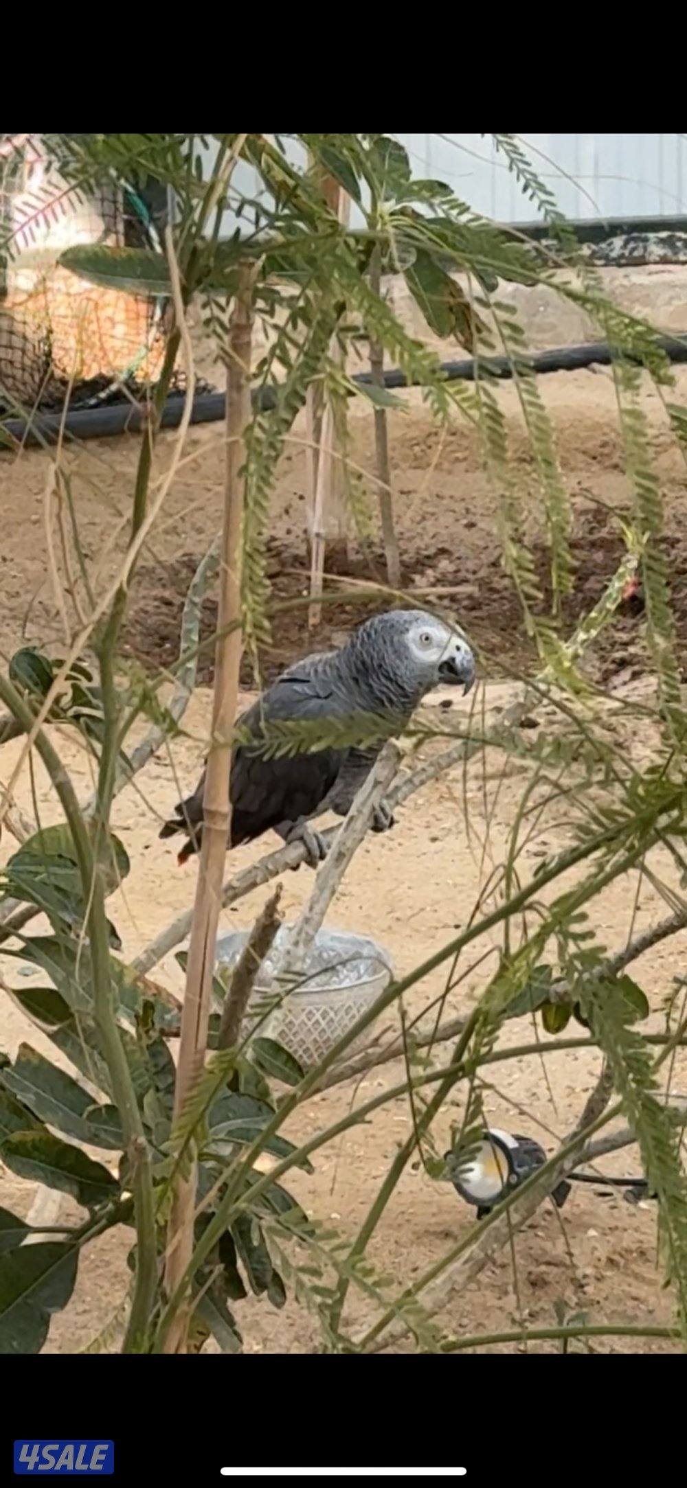 السلام عليكم ورحمة الله وبركاته للبيع أزواج كاسكو منتج الزوج ٢٥٠0