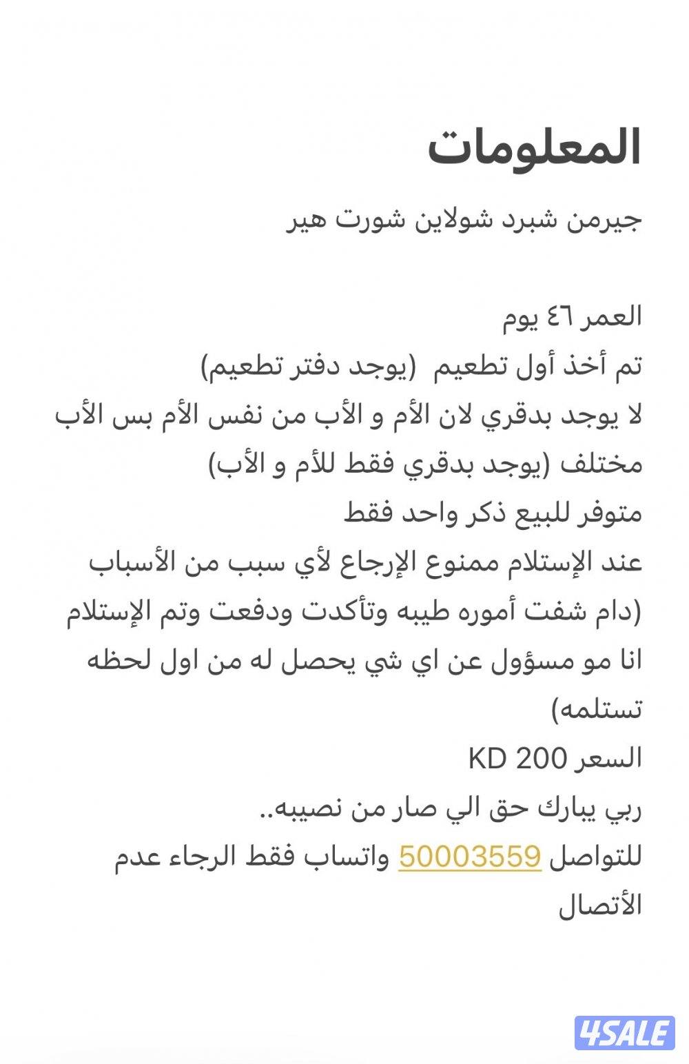 🚨🐾 كلب جيرمن شيبرد 🐾🚨1