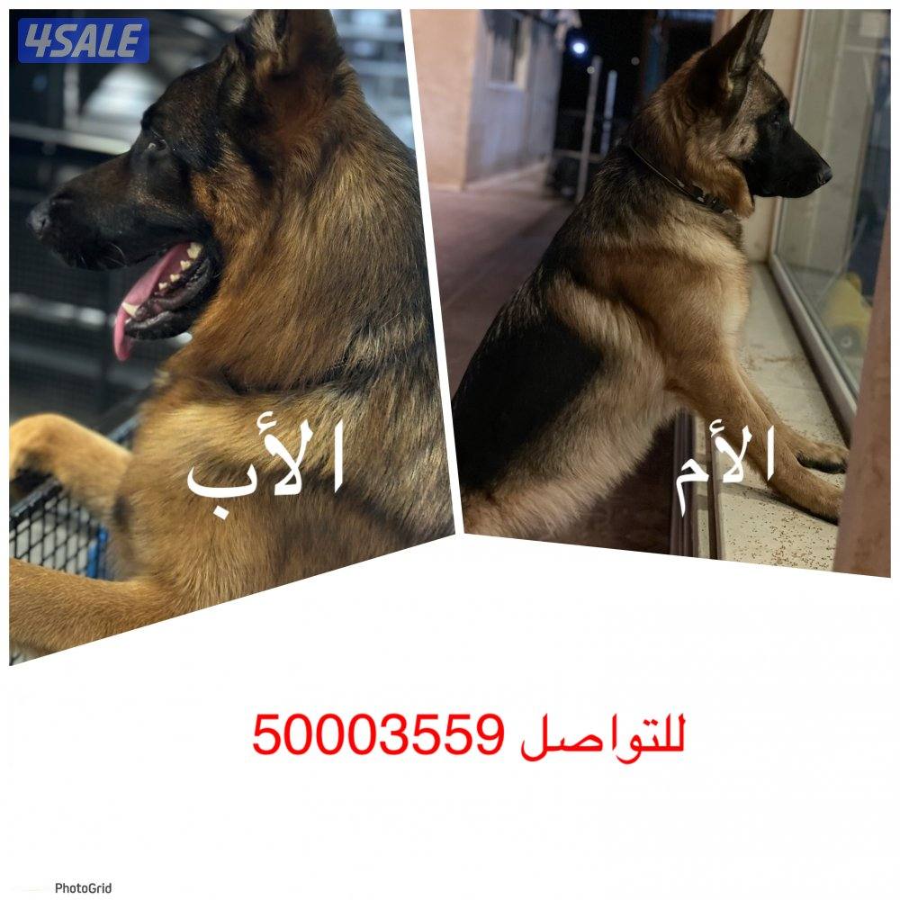 🚨🐾 كلب جيرمن شيبرد 🐾🚨2