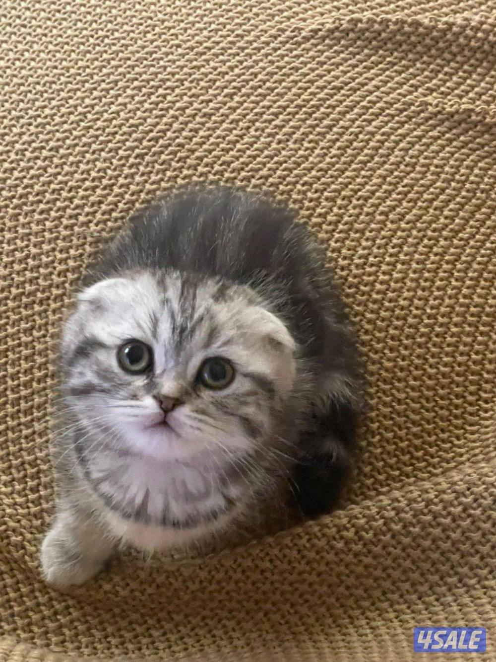 حيوانات قطط3