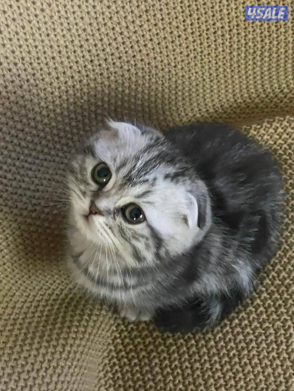 حيوانات قطط5