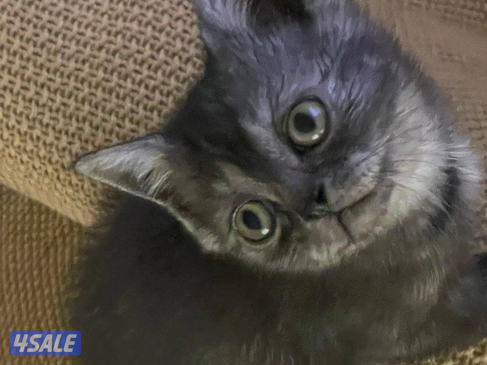 حيوانات قطط6