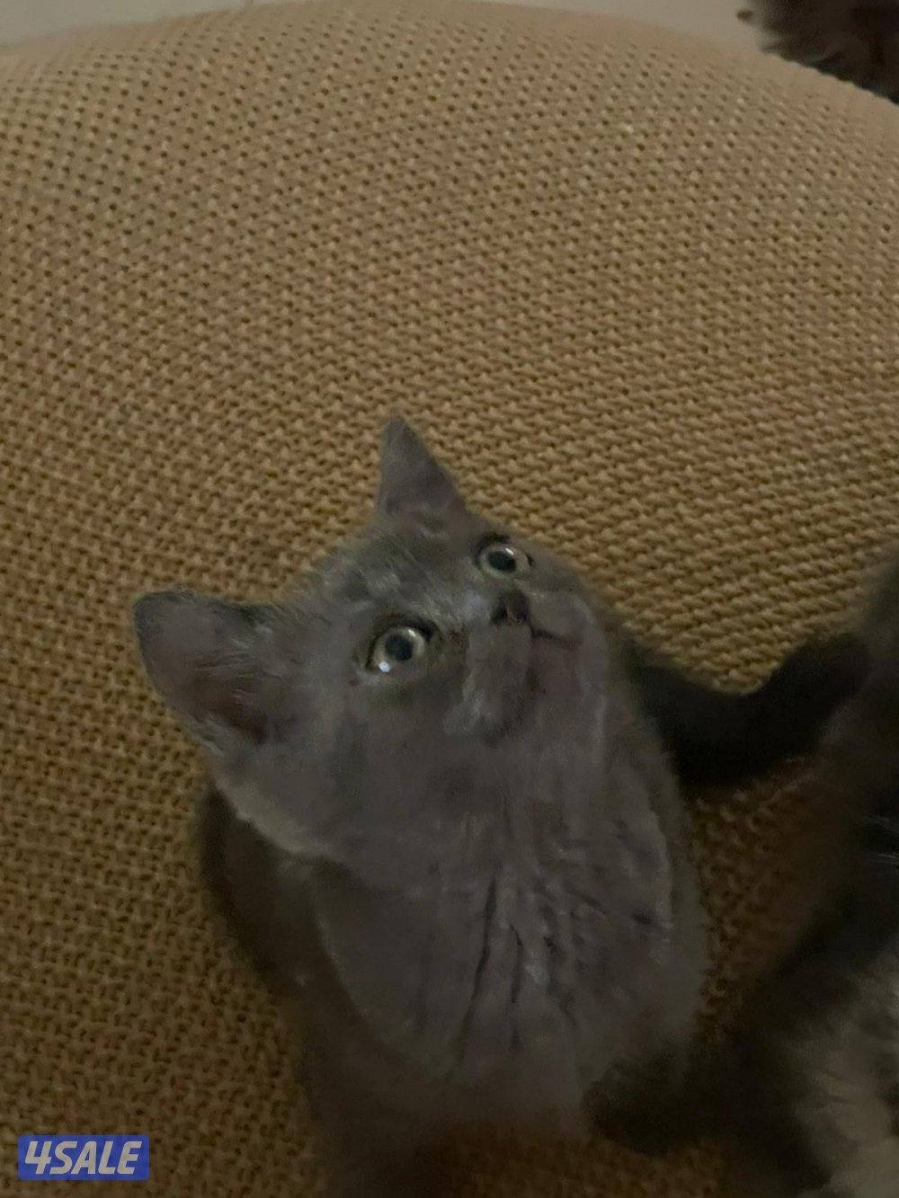 حيوانات قطط7