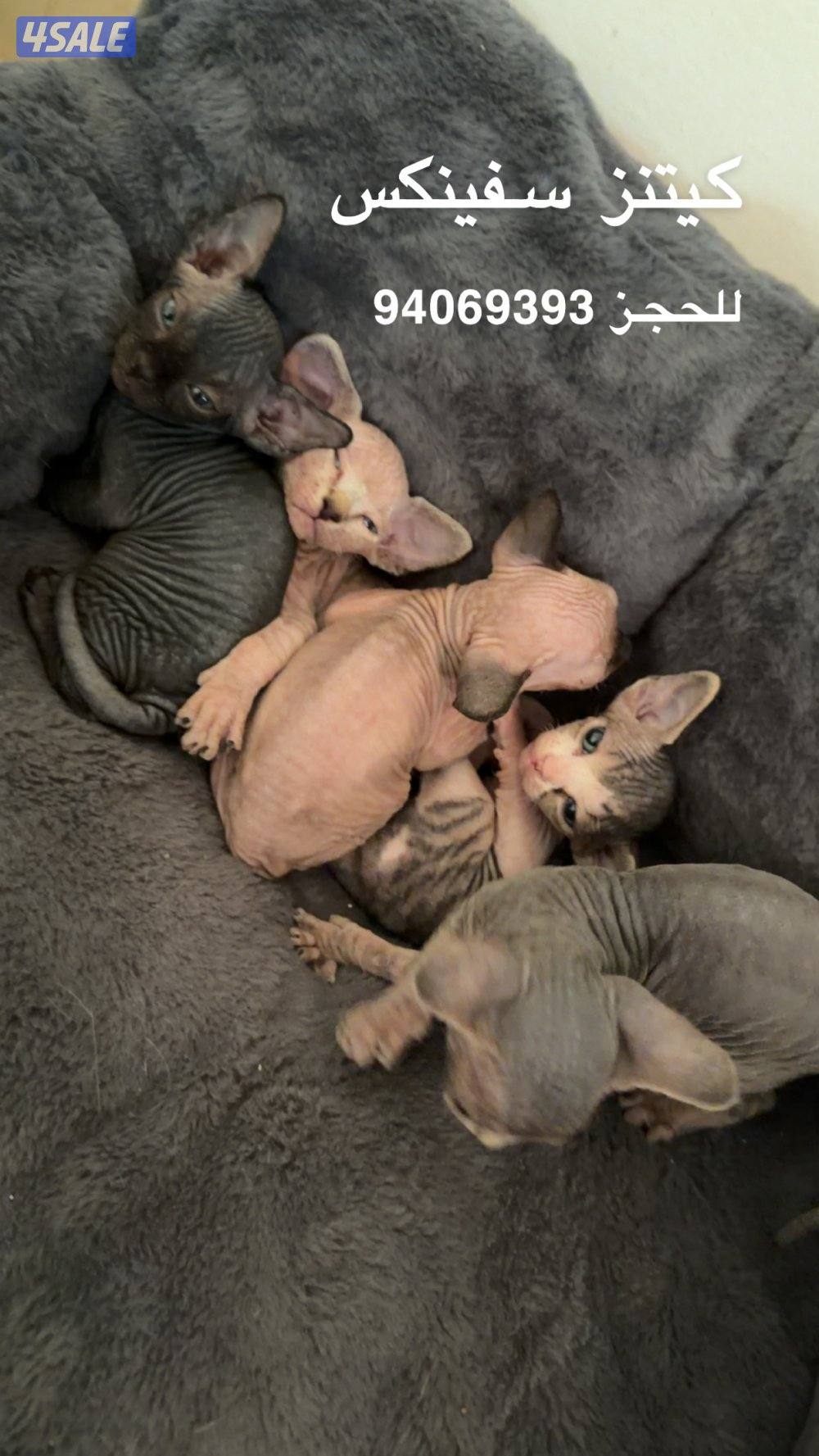 كتنز سفينكس للبيع0