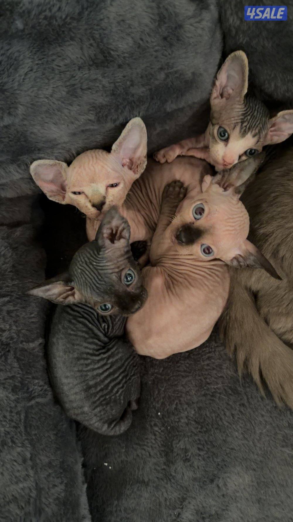 كتنز سفينكس للبيع2