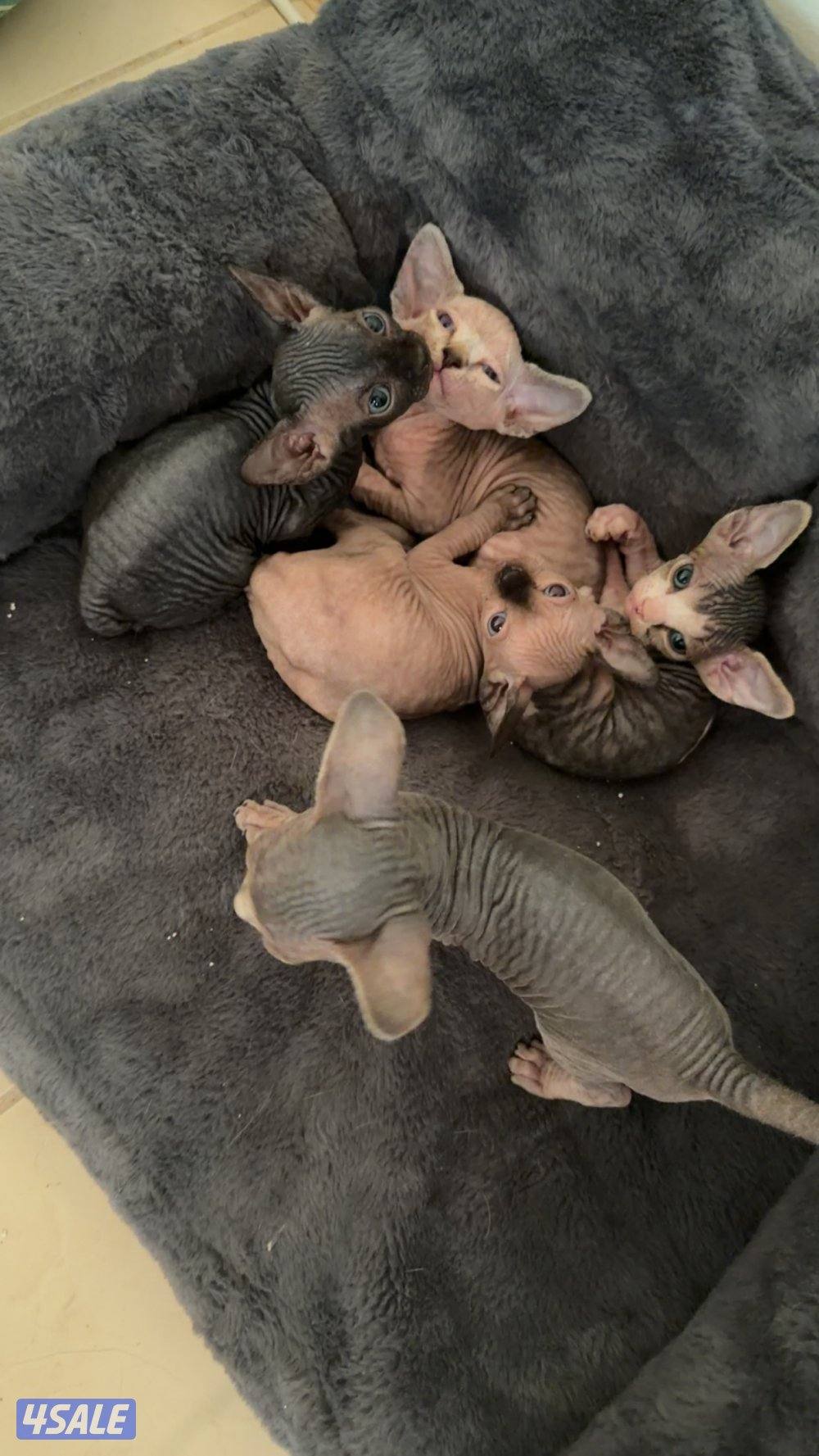 كتنز سفينكس للبيع1