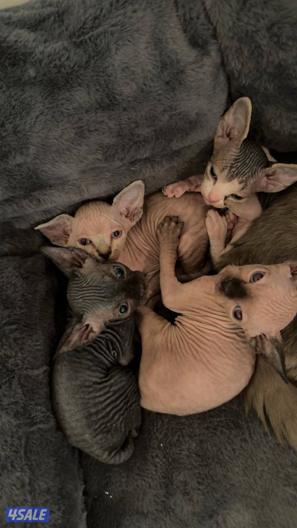 كتنز سفينكس للبيع3