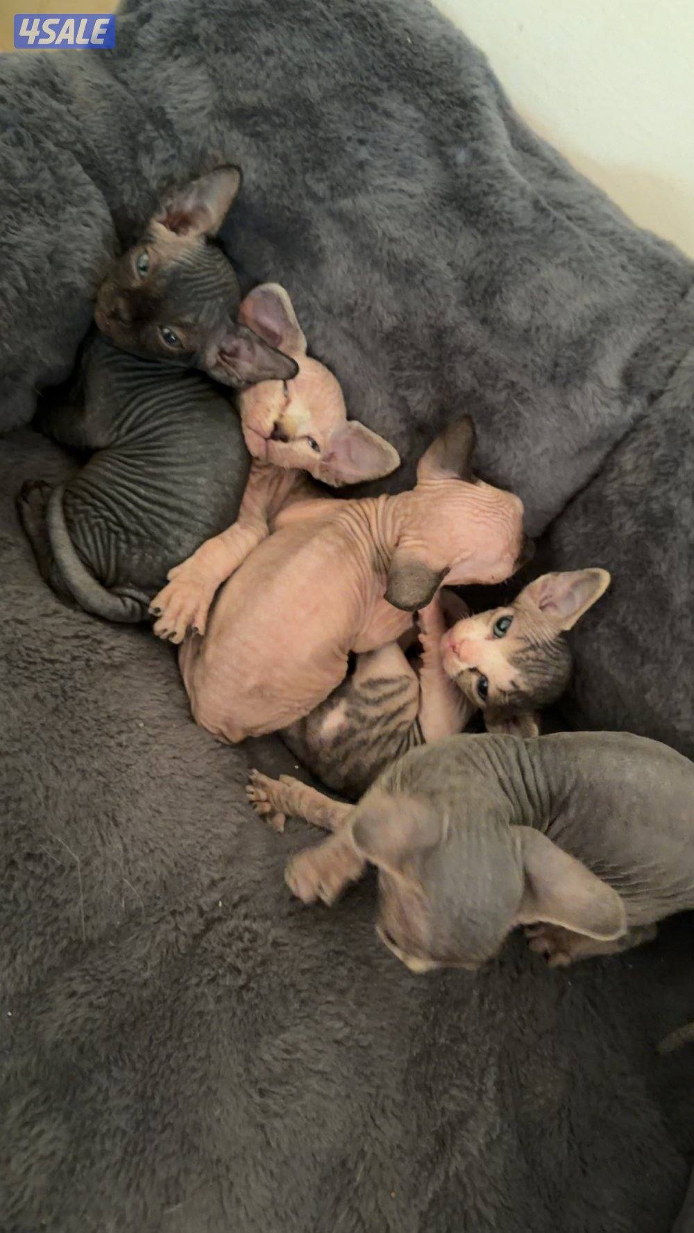 كتنز سفينكس للبيع4