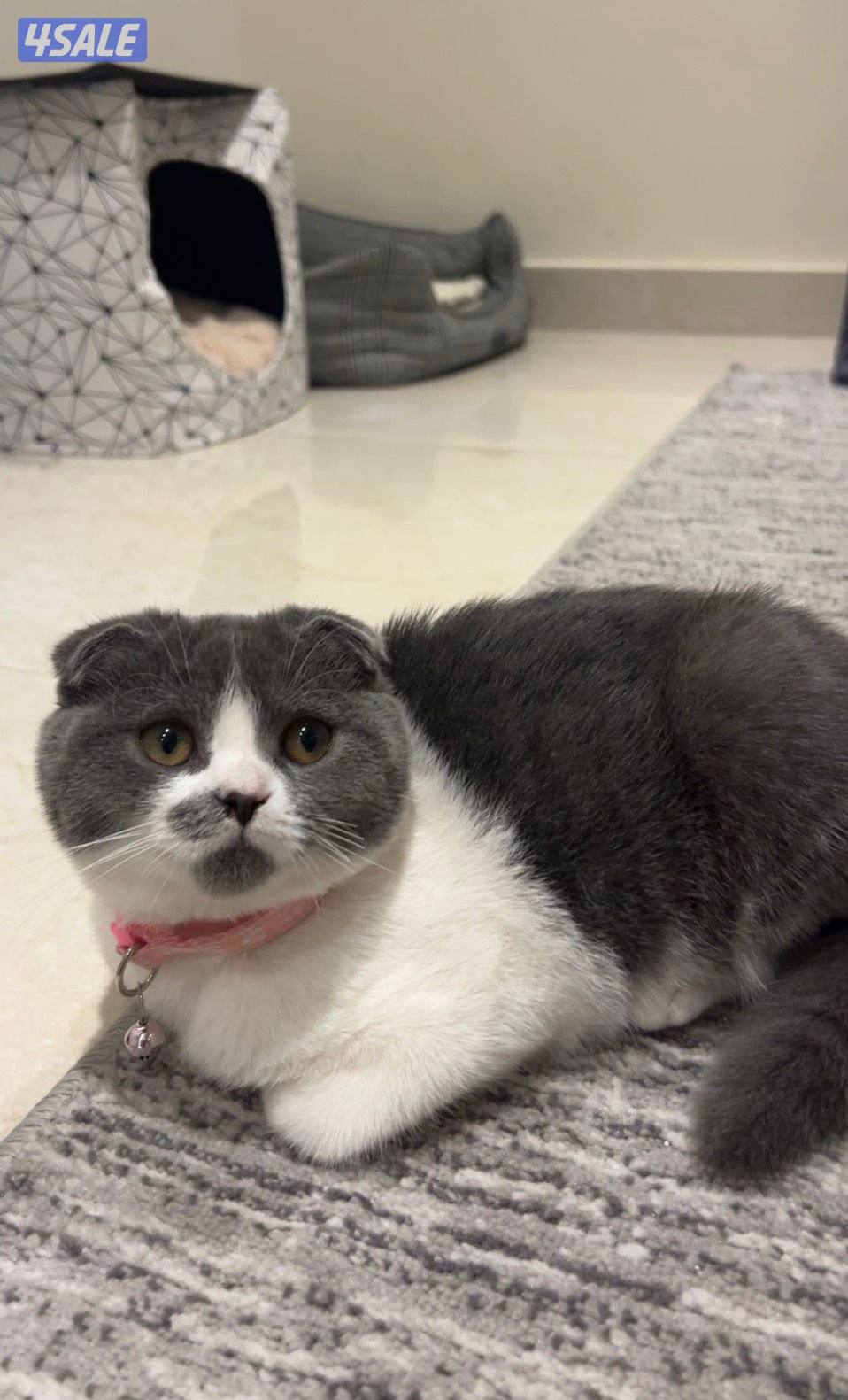 للتبني قطه0