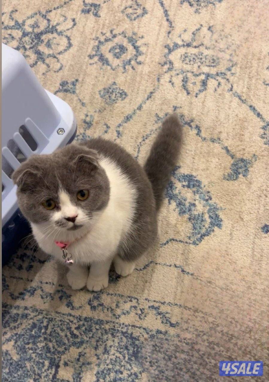 للتبني قطه4