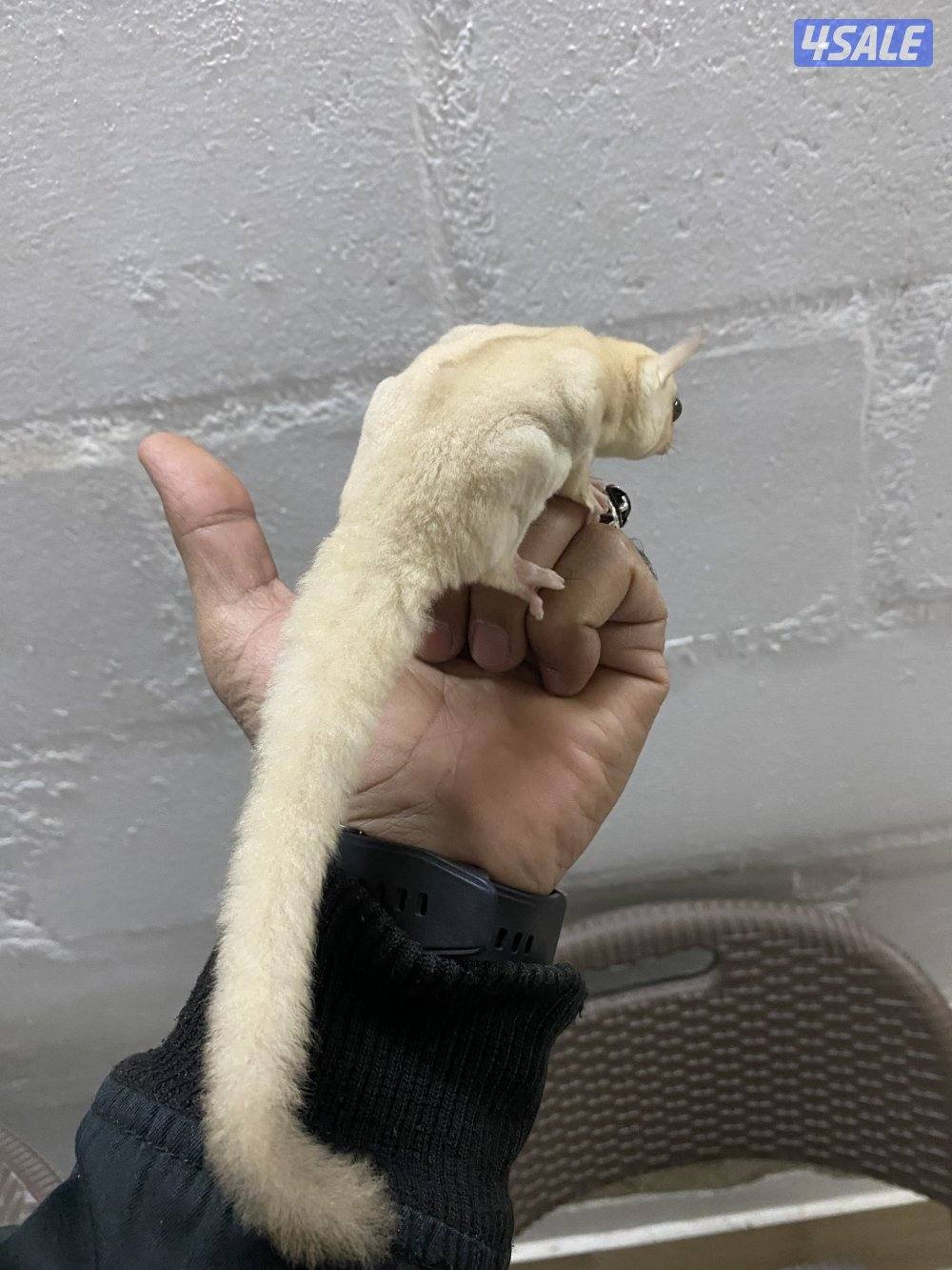 شوقر قلايدر اليييف0