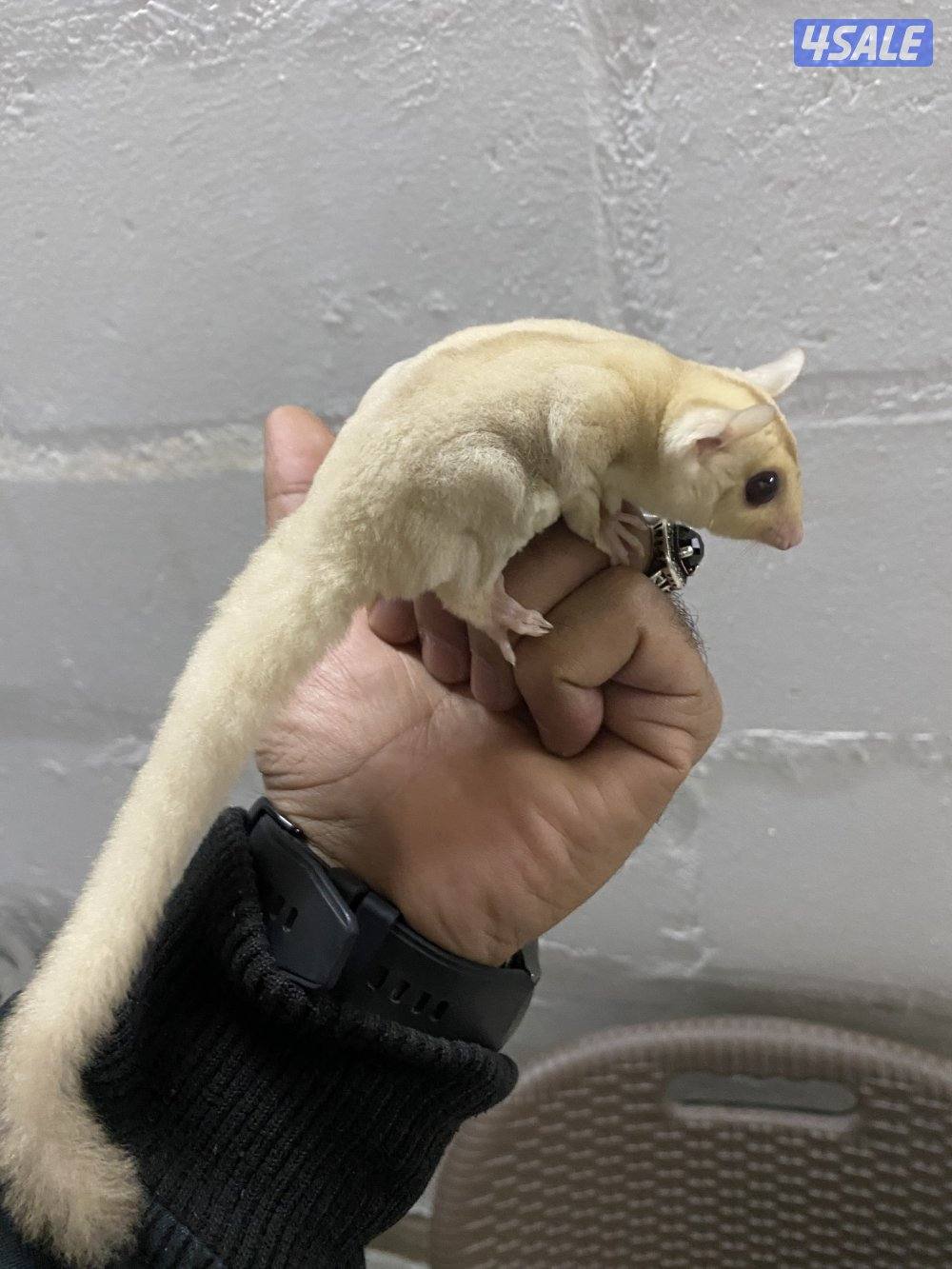 شوقر قلايدر اليييف1