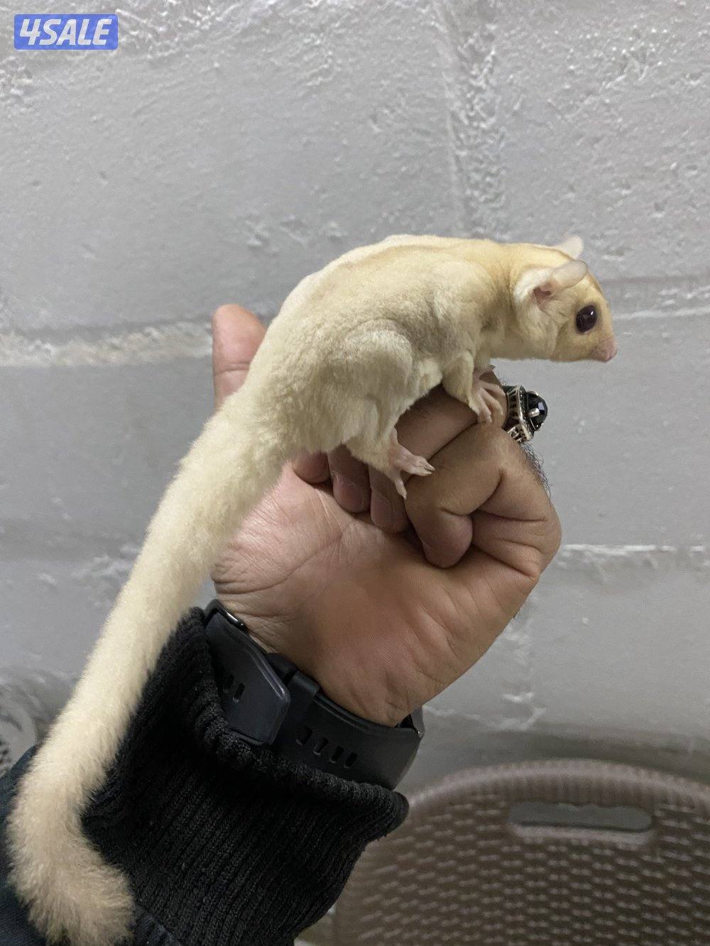 شوقر قلايدر اليييف2