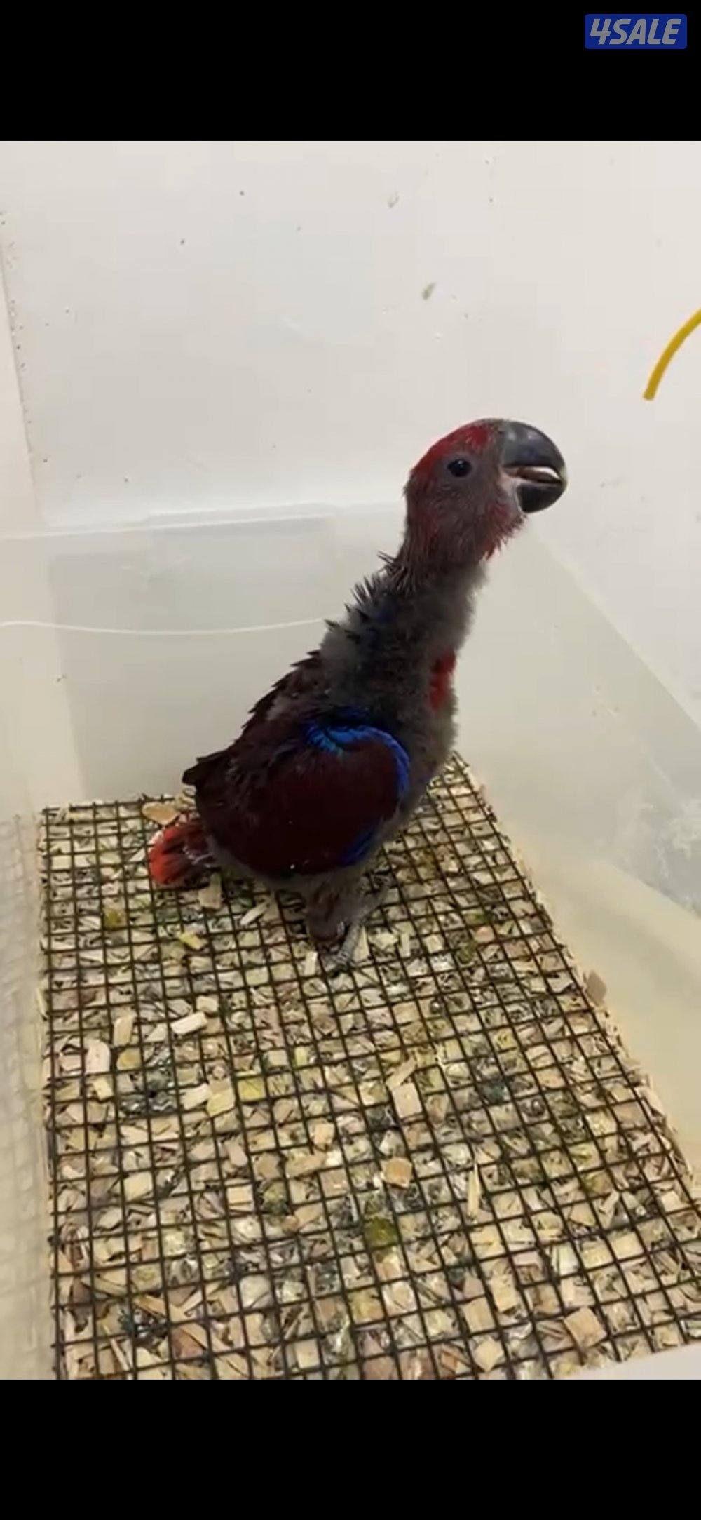 فروخ كلاكتس1