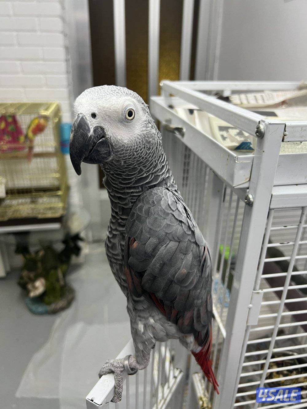 طيور ناطقة0