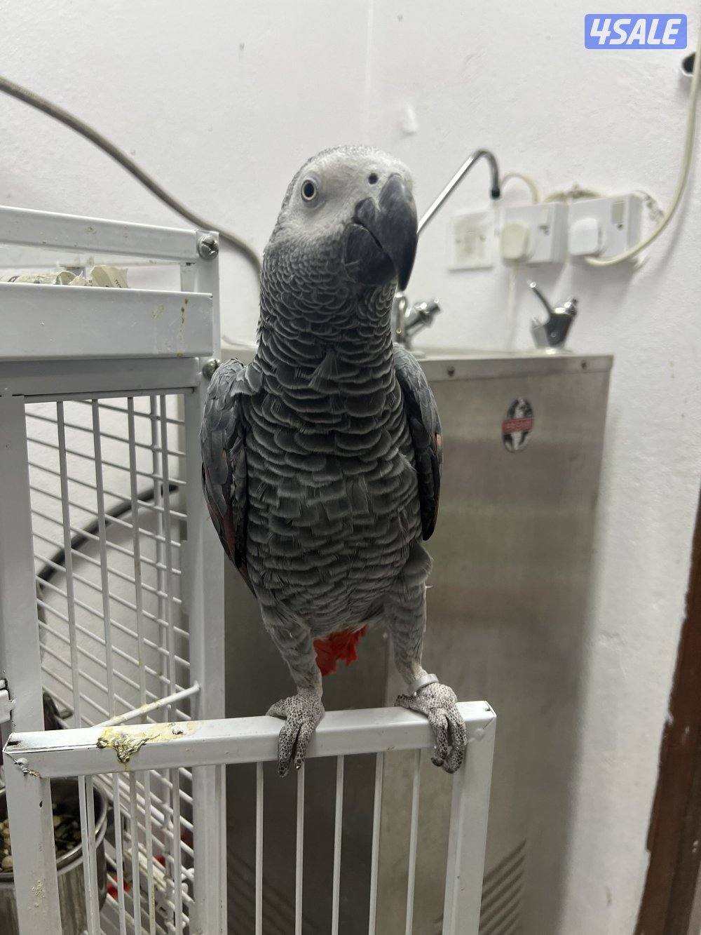 طيور ناطقة1