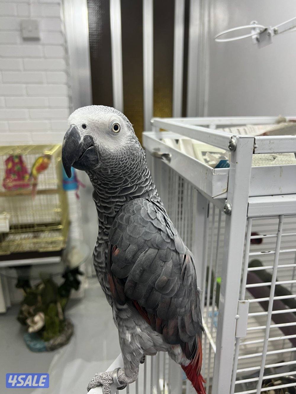 طيور ناطقة2