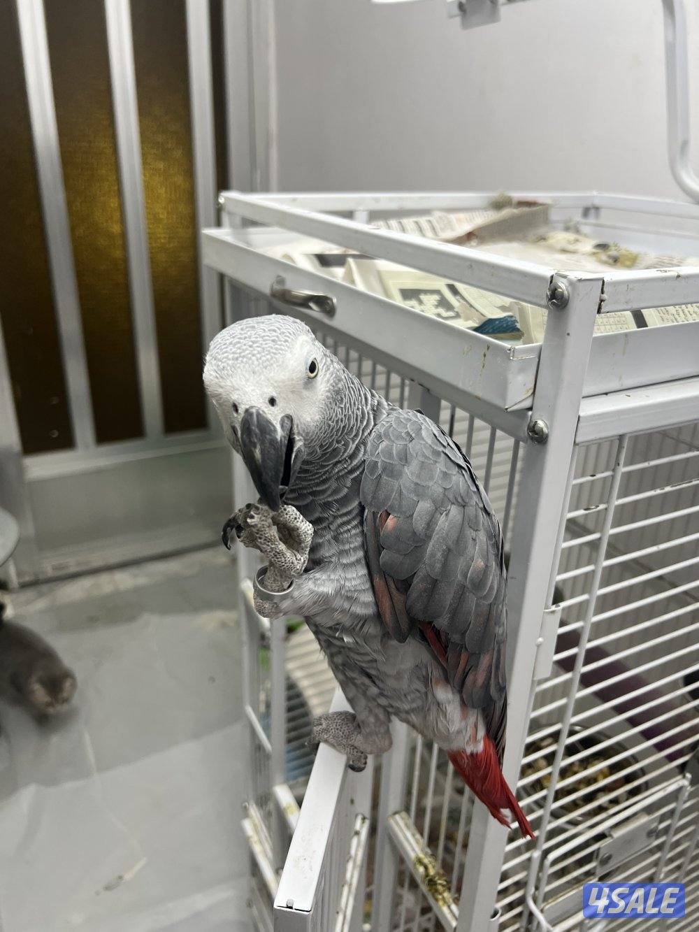 طيور ناطقة3