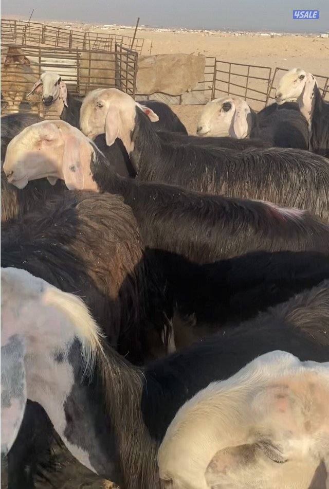 16نجد صنف فاخرة مع الفحل خصم فيهم7سونار والباقي توة مقرعة منوة الجناي1