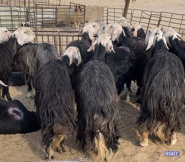 16نجد صنف فاخرة مع الفحل خصم فيهم7سونار والباقي توة مقرعة منوة الجناي0